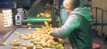 Kartoffel-Produktion in Hasenkrug