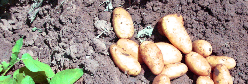 Die Gütesiegel-Qualität garantiert dem Verbraucher ausgezeichnete Kartoffeln